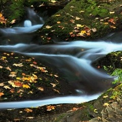 "Butterflies" - Benjamin Volway