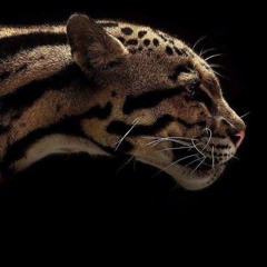 Jaguar's Kiss (live guitar session)