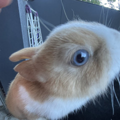 I Ilke The Way You Kiss Me Zippance Remix