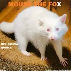 MOUSE THE FOX - BELLISSIMA BIANCA - VOL.48 - 22.05.2022