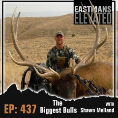 Episode 437:  The Biggest Bulls With Shawn Melland