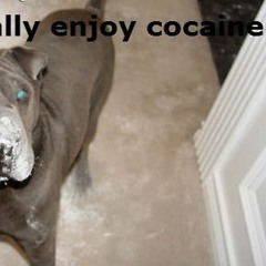 cocaine dog