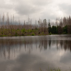 Forest Dieback