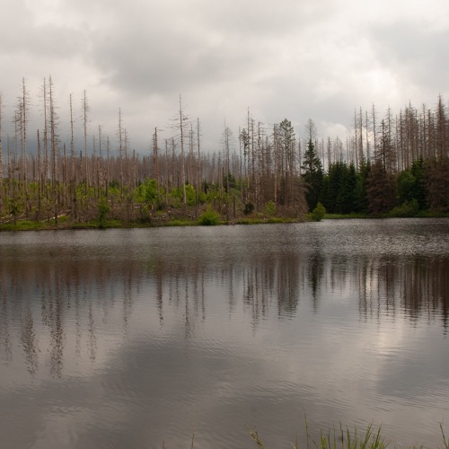 Forest Dieback