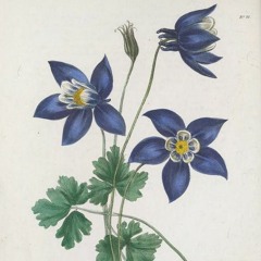 hk_fantaisies_tracks_361