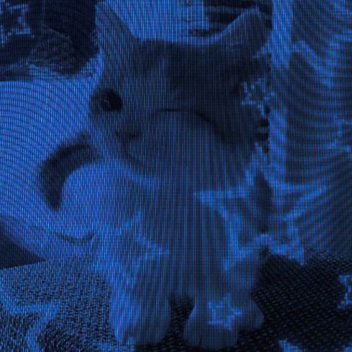 Cat Kitty Cat / FVN! #JerseyClub (+chasenopup +prodtjthesaint)