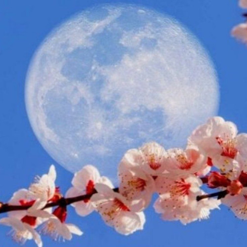 Stream Flower Moon by BlueLotus Blessings Listen online for free on