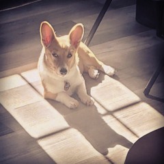 The Last Words Of Hobbits