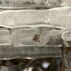 For Li (Trapped in Ice)