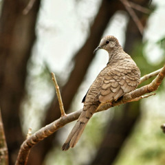 Tortolito cola larga