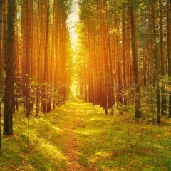 Die Waldwanderung - Morgenstund hat Gold im Mund