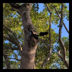 lie in meadows with surveillance