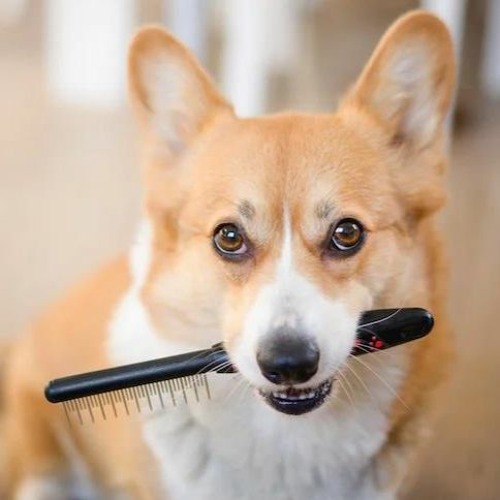 Stream Best Dog Brushes for Shedding A Comprehensive Guide from