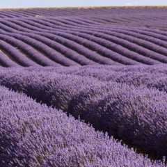 lavender