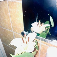 ꧁༺_tropics_120324⋆༺𓆩𓆪༻⋆༄