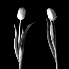 Spoken Quietly In The Morning