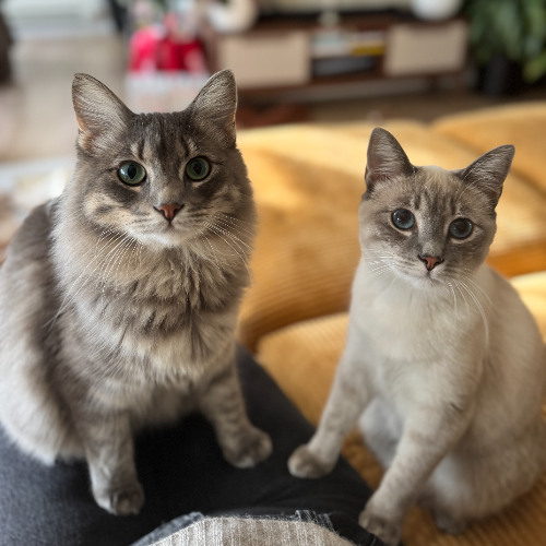 Deep House with my Cats | Volume 2
