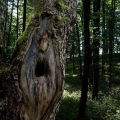 Sam's  Ohrboom