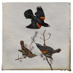 xiv. one way of looking at thirteen ways of looking at a blackbird