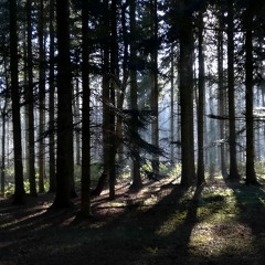 Fiskehejre (Ardea cinerea) 220304_008