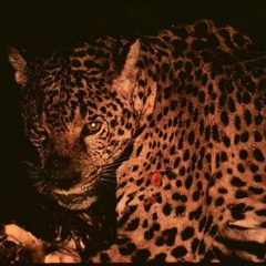 لا شيء يوجعني بعد هذا الرحيل