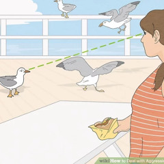how to deal with aggressive seagulls