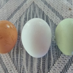 Huevos Perra (Sofifitvibes & JhonTamani TribalTraka)