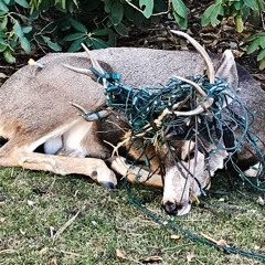 orion_waitingforLyraii