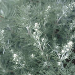 EternalNjem & Peac3.Tree | works