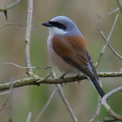 Scandinavian specialties - Red-backed Shrike and Common Crane