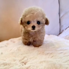 愛らしいティーカッププードル｜TIARA PETSの厳選極小犬を世界中へ