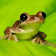 FROG - Dj Fabio Machado