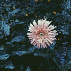 NOW - Jase live (original)