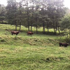 Byki na pastwisku na Wyszkach / Bulls on the pasture in Wyszki