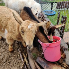 left rotting [archive] (McX)