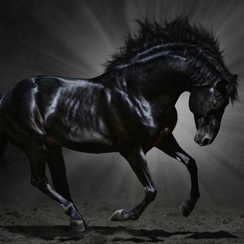 Horse Dark