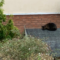 sailor and the line acoustic demo version