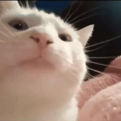 Funny Cat Picture Mix