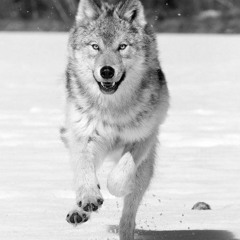 Twigno - Slay To The North (Dream Mix)