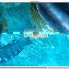 fish video tracks