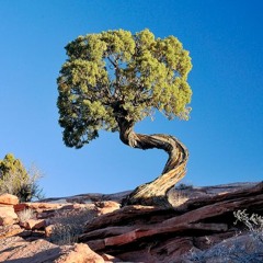 TwiZted Tree