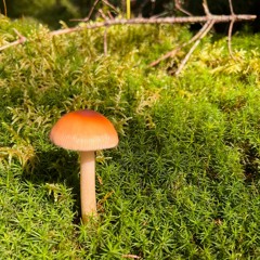 WRUV Demo Spring 2024