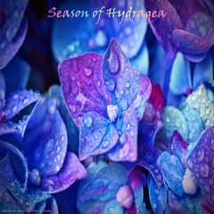 Season of Hydrangea