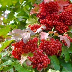 Augo Putins Bugnai (First Draft)