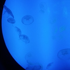 Disparue Dans Le Bleu