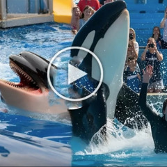 ((FULL)) jessica radcliffe video jessica radcliffe pelatih orca jessica et son dauphin twitter