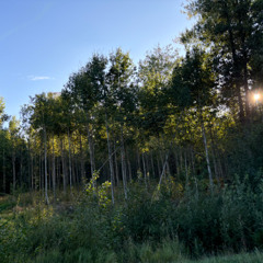 Trees