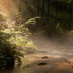 wet foreset