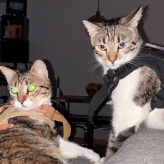 liminal crisis x fields of animation x forever ravers INTERPOLATION