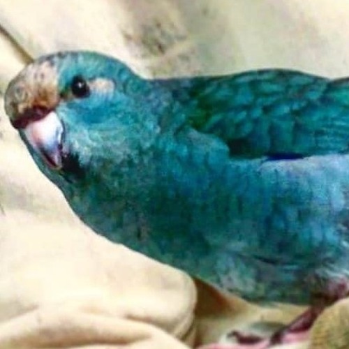 CBA1 - Tell My Demons